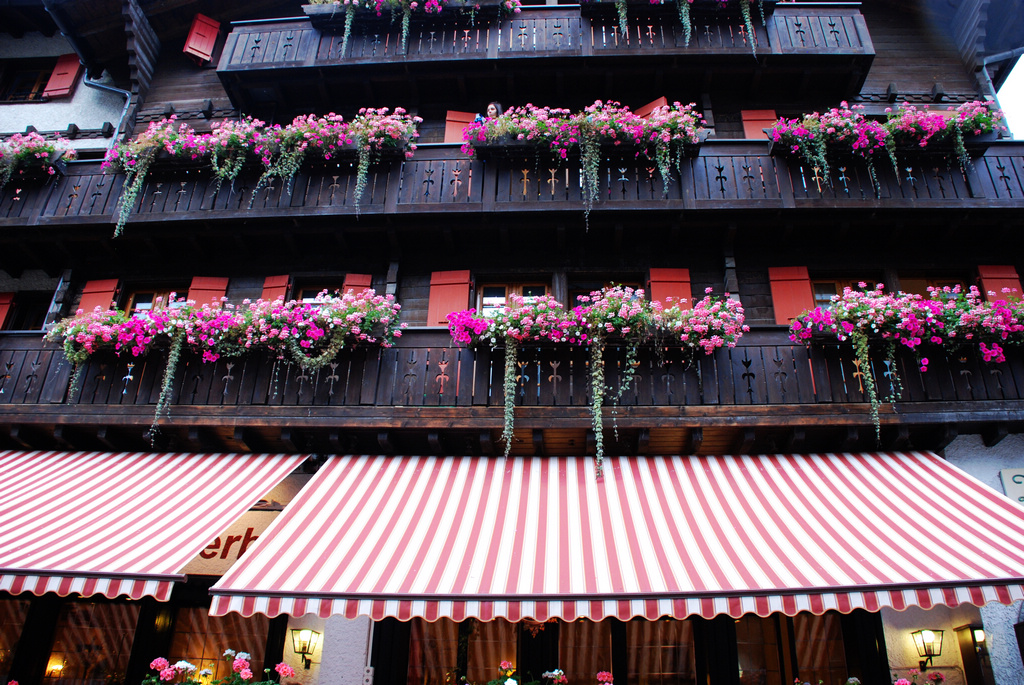 誰家的窗臺，柔軟了我的心？