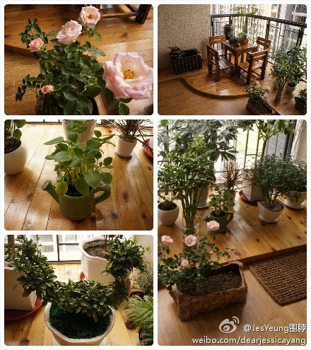 showshow偶的小陽臺，新種的粉色玫瑰