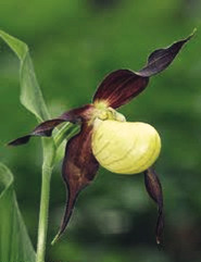 蘭花的欺騙藝術(shù)