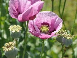 罌粟殼火鍋會讓人上癮嗎？