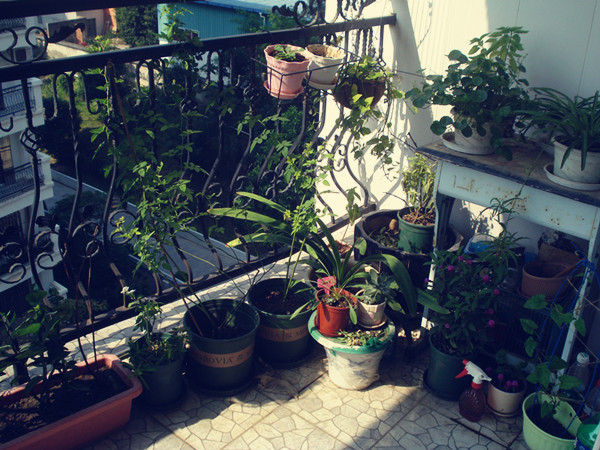 【Mirror-J陽臺MiNi花園】養(yǎng)成記~~目標