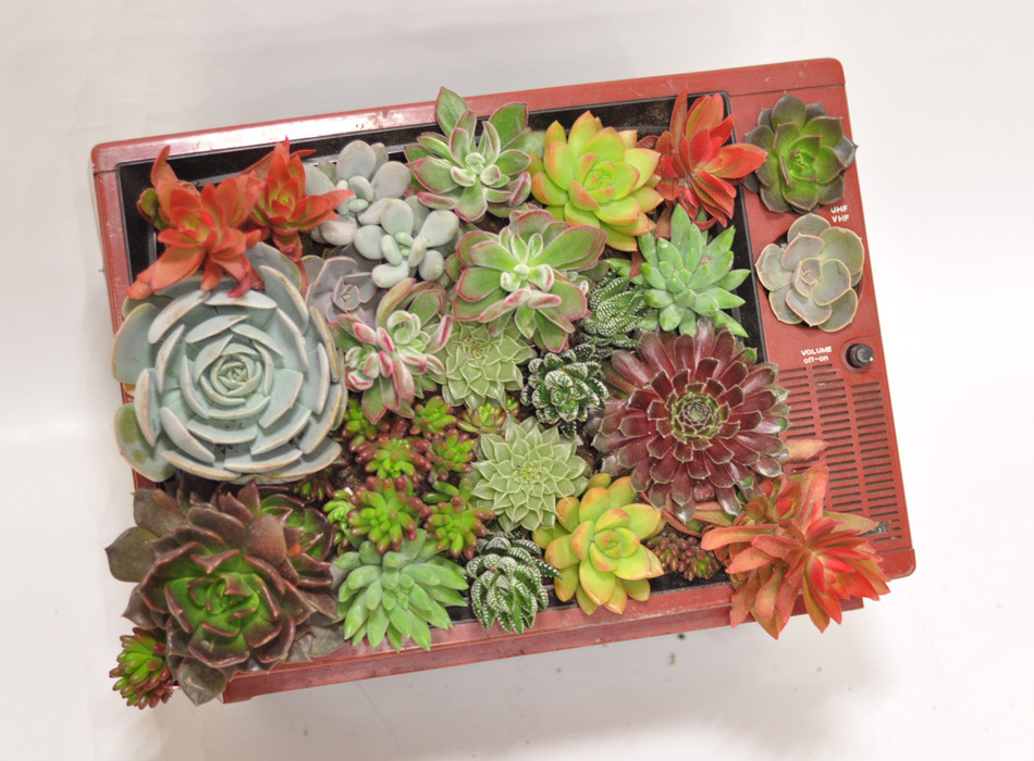 多肉植物大拼盤
