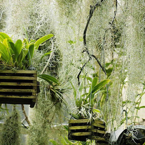 有人知道什么是空氣草嗎？這邊課堂介紹哦