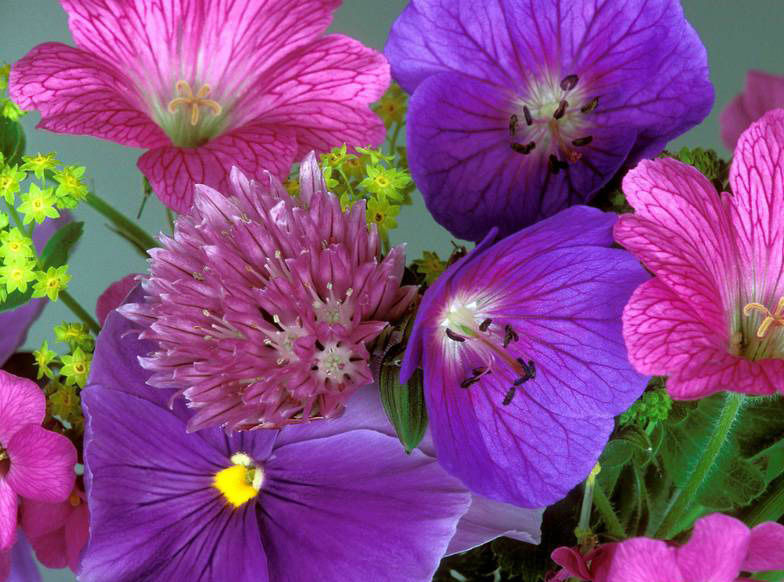 花卉有哪些分類方法？