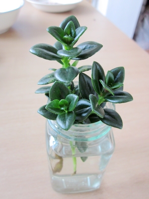 你們知道金魚吊蘭能水培嗎？