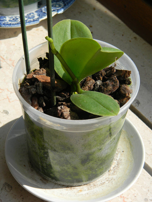 我養(yǎng)蘭花的腳印，蘭花成長日記（二）