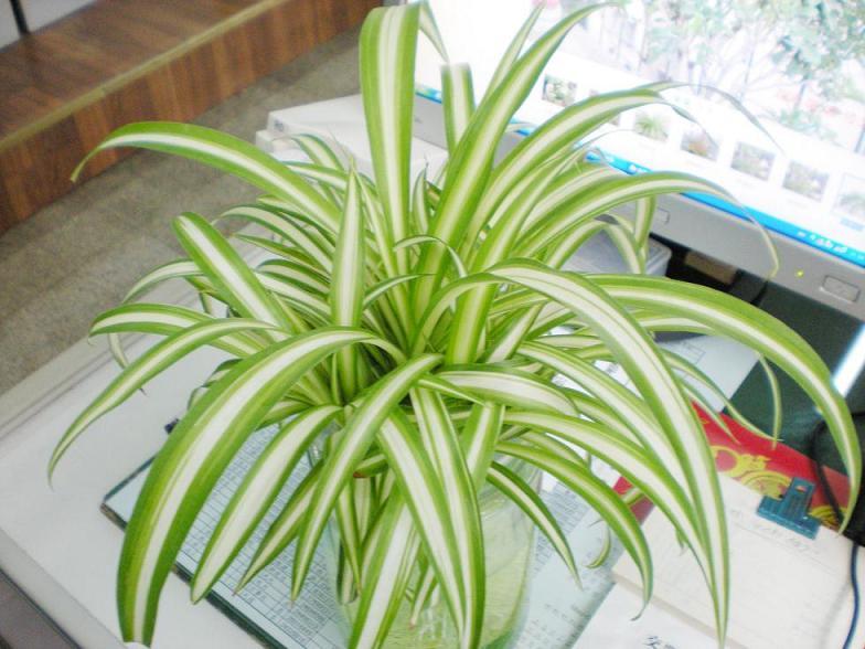 你們知道辦公室中適合養(yǎng)什么花嗎？