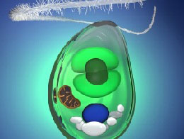 地球上-“第一棵”植物的來歷