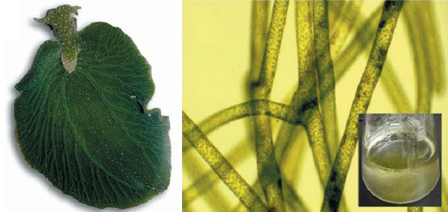 植物×動物，不只《植物大戰(zhàn)僵尸》中有